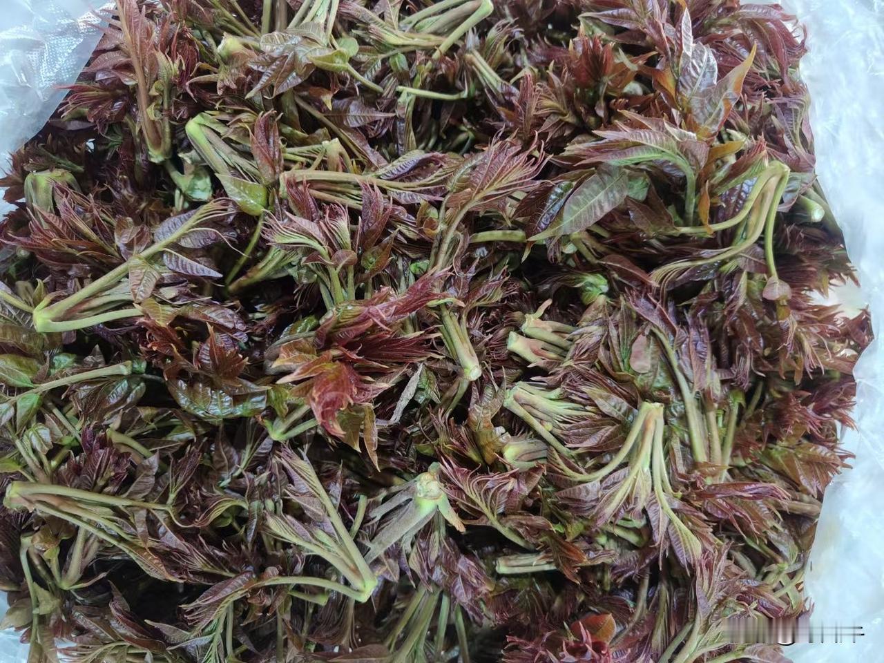 有多少人认识这野菜！
今天在市场遇到这东西，很多好奇围过去看，还有人争先恐后的在