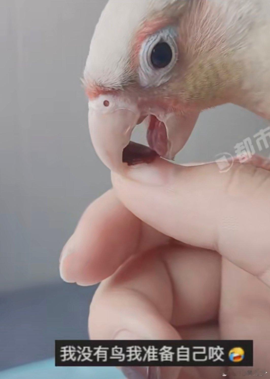 女子美甲被鹦鹉几口卸掉鹦鹉几口卸美甲，女子傻眼全网笑。河南这只鸟，让美甲师失业预