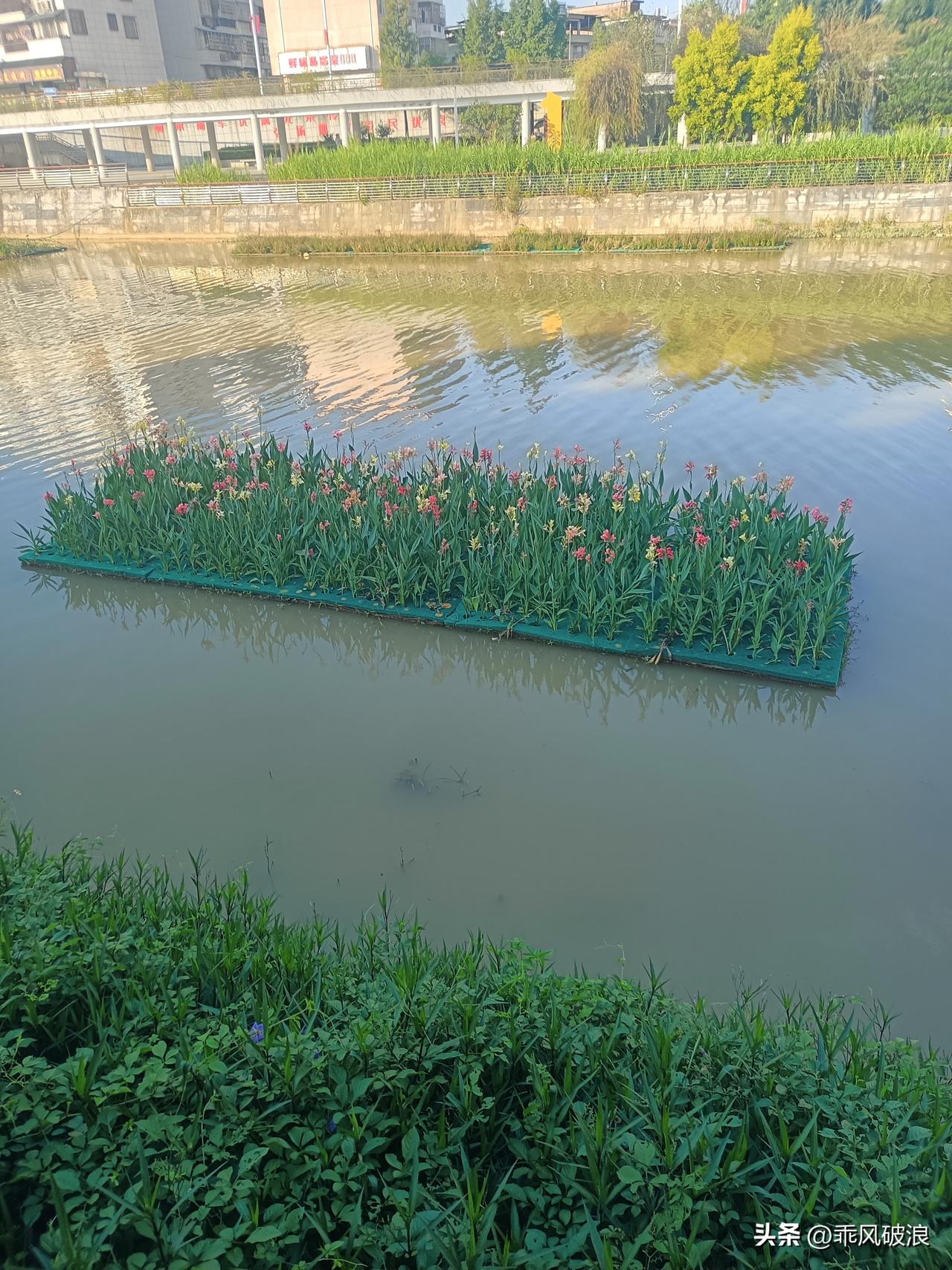 随手拍下五颜六色花朵