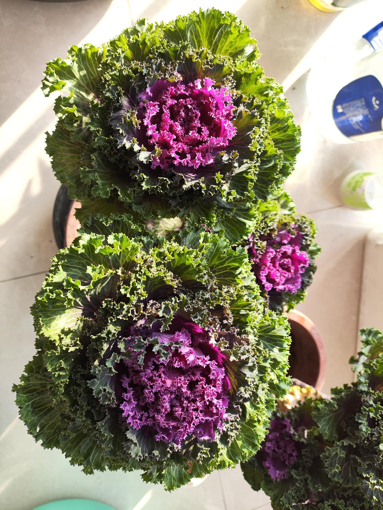 2026最想实现的一件事全家一起旅游，心向往之，行必能至！2026加油[点亮平安