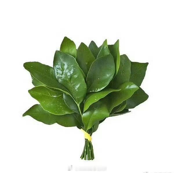 不er 这几个字连在一起怎么看怎么好笑陈哲远能不能接到戏什么时候轮到于歪说话了，