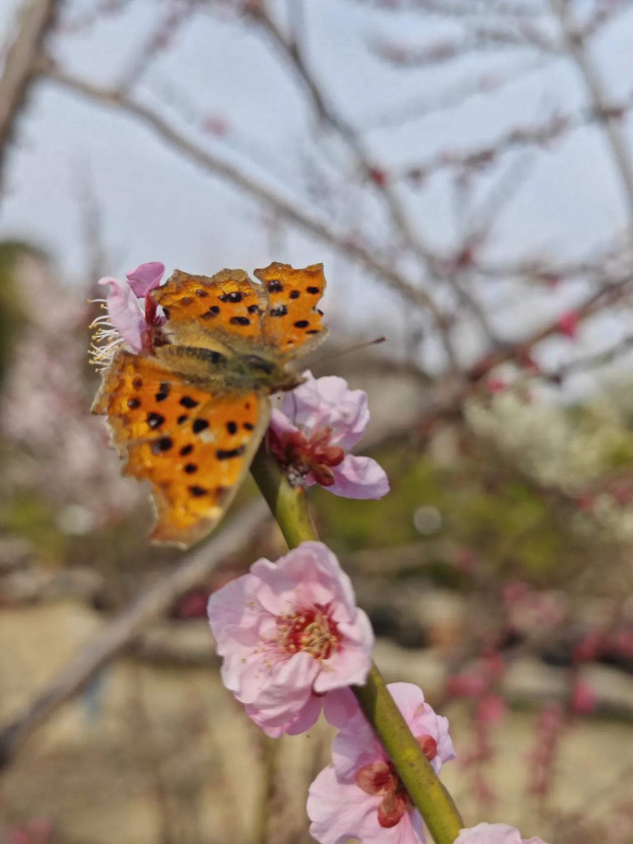 踏青梅园，画一幅国画《暗香疏影》，春日寻觅，翩翩蝴蝶舞落花间，美得让人心动。梅花