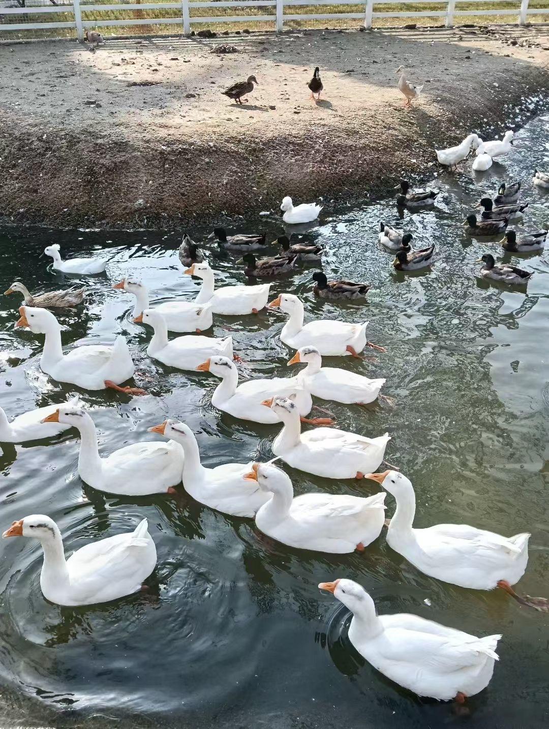 天气好，看鹅都顺眼一些……武汉天气 ​​​