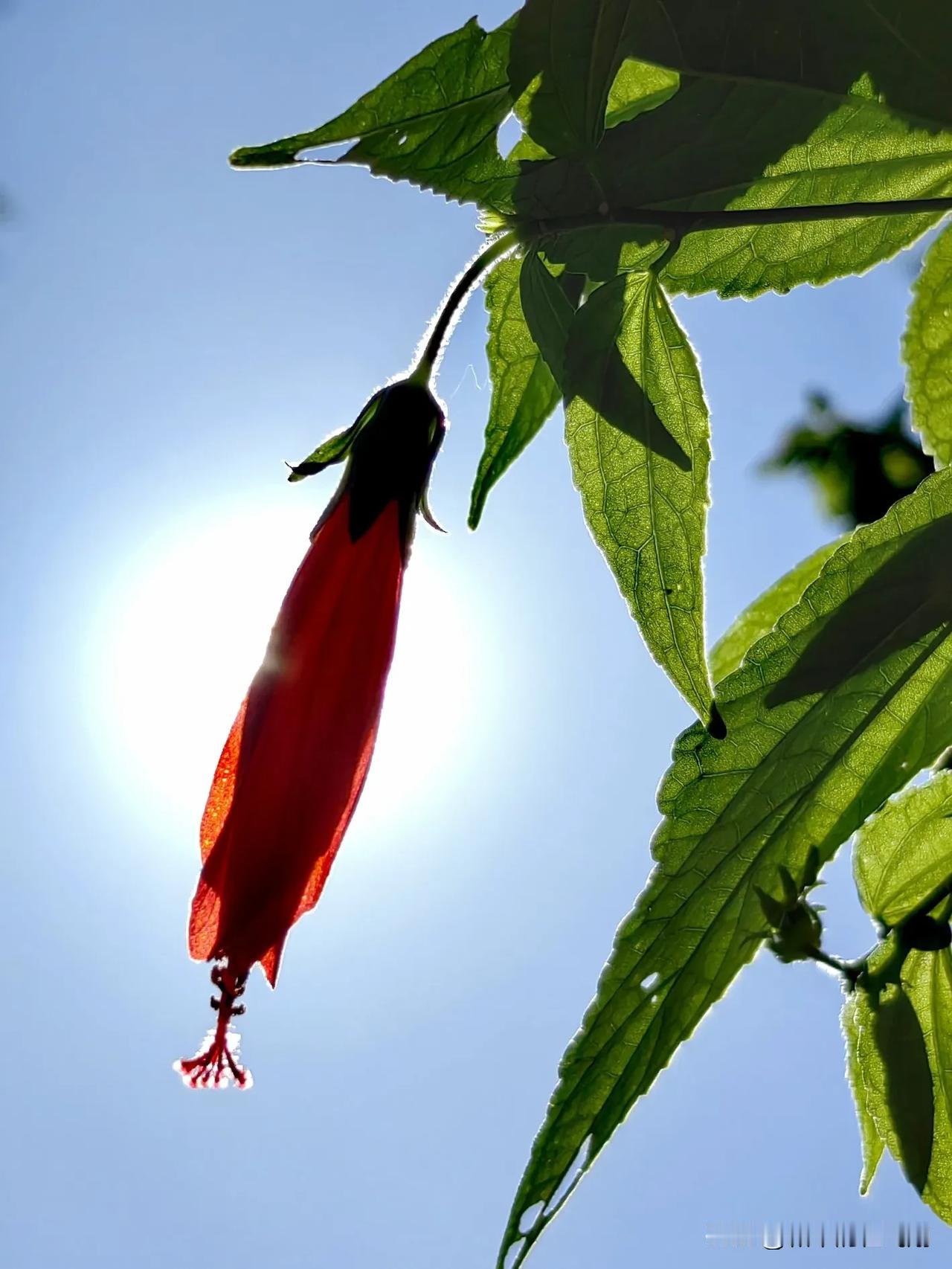 深圳香蜜公园里的花草。