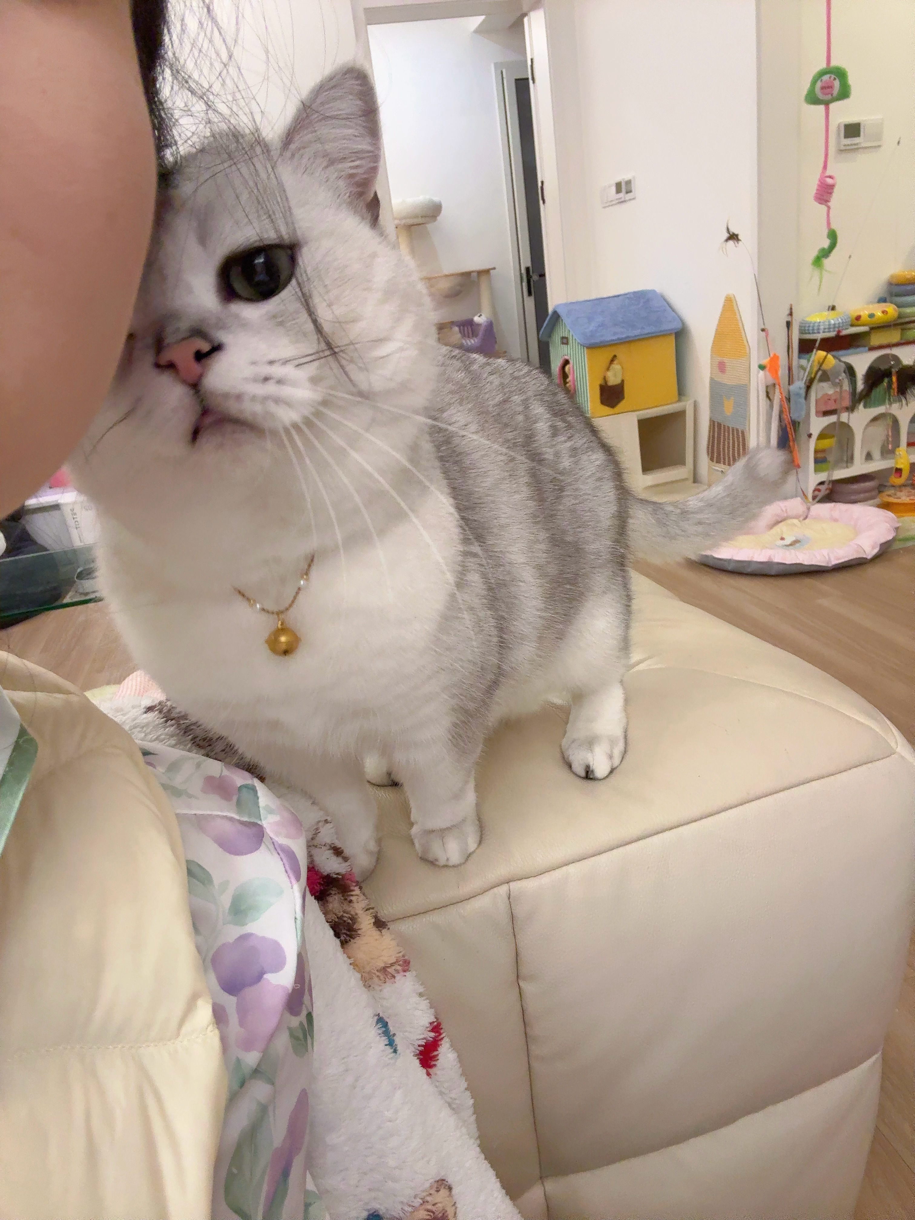 👩：叮叮～🐱：干嘛啊？ ​​​