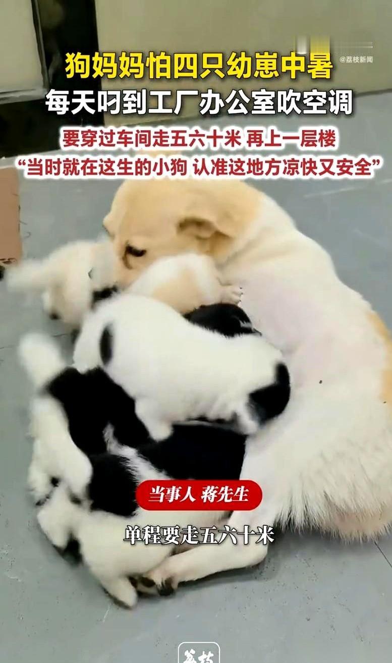 你以为母爱都是那种感天动地的宏大叙事？
真不是。
有时候，它就是一只热得直吐舌头