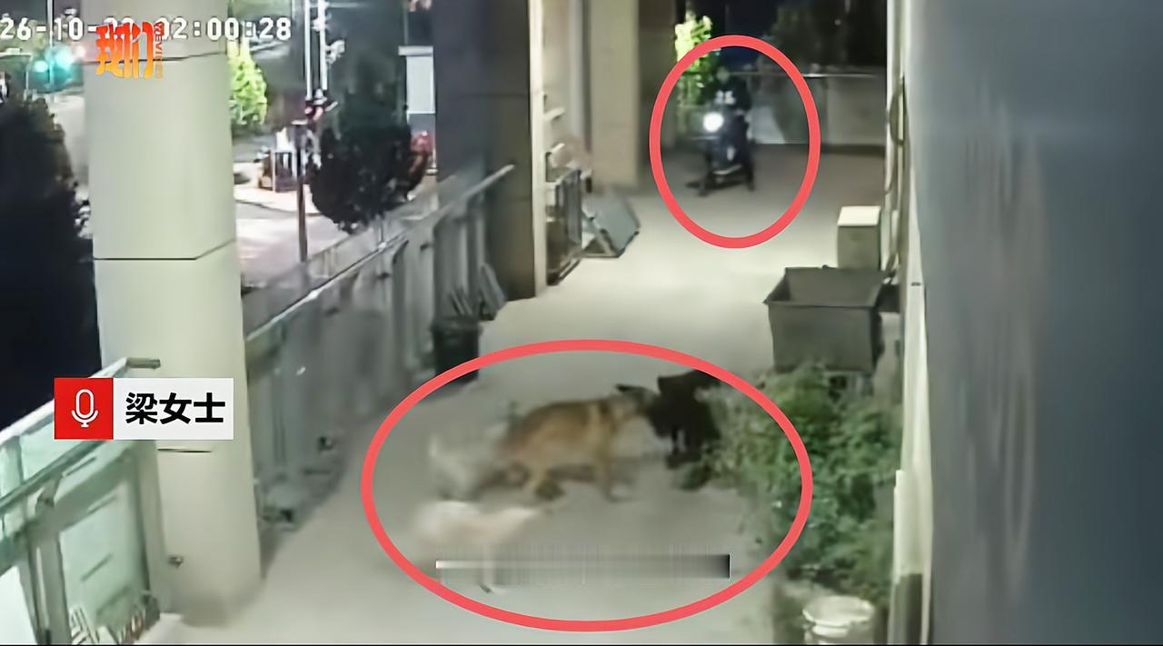 河南周口，男子违规饲养多只烈性犬，出门遛犬不做任何约束，放任5只烈犬围攻街边商户