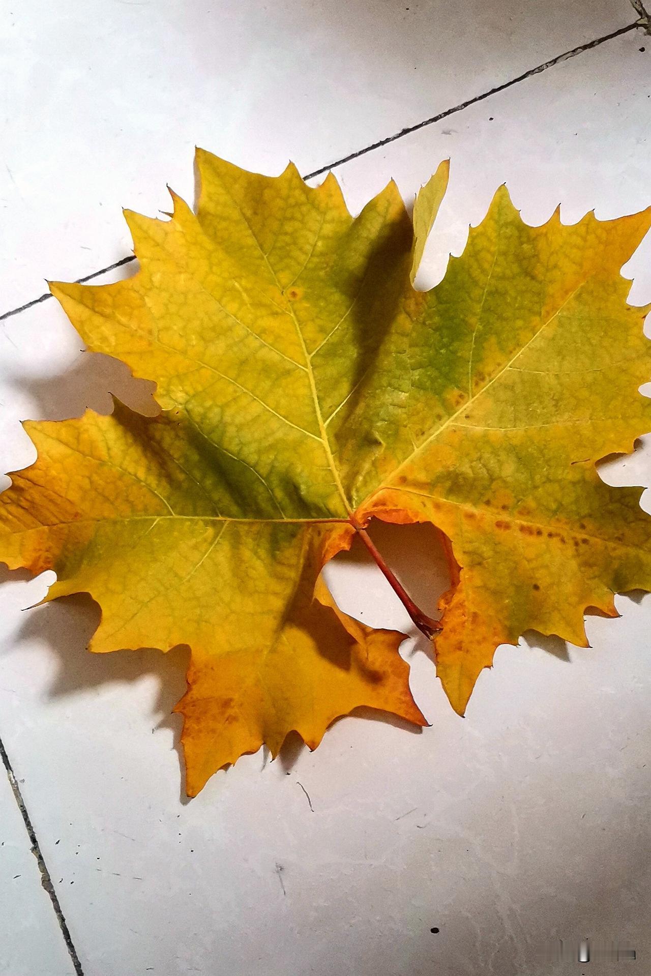 今早开门，一片黄叶随风飘落在屋地之上。我轻轻拾起这位“不速之客”，久久凝视。
一