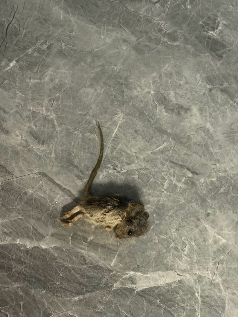 我的猫咪很爱我，自己打开纱窗出去遛弯，在外面抓了一只老鼠送给我们，我奶奶老眼昏花
