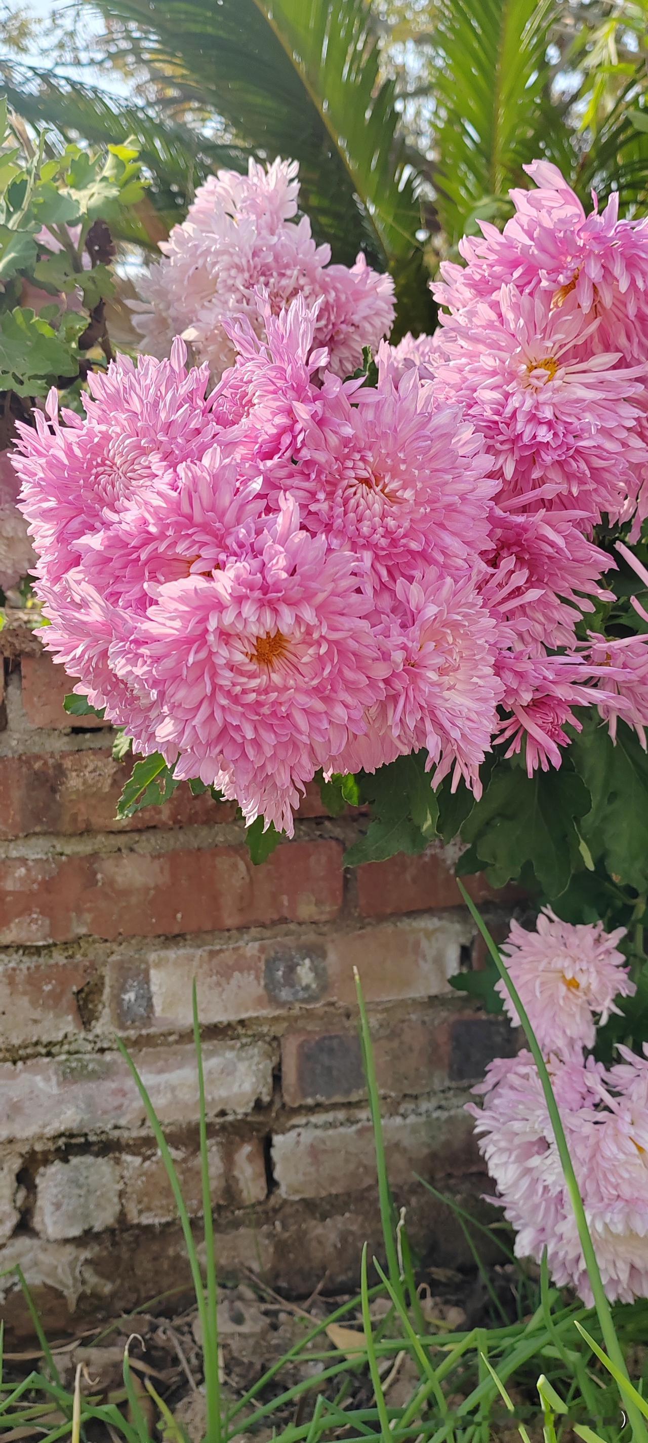 中国海警依法驱离日非法进入我钓鱼岛领海船只
 
此次被驱离的是日“瑞宝丸”号渔船