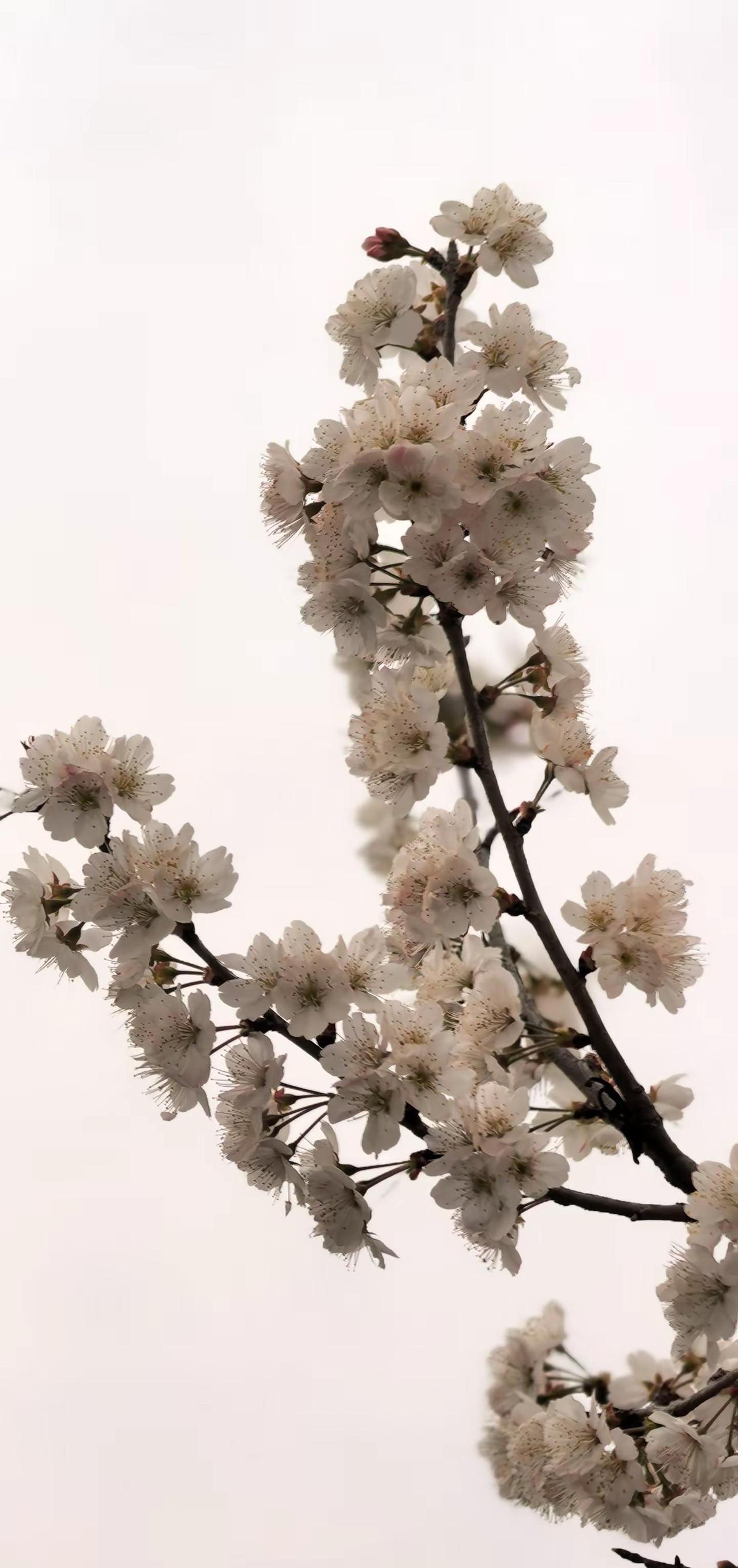 换种心态看事情，没有什么事能难倒自己。心宽一寸，路宽一丈，慢慢来，不慌不忙，向阳