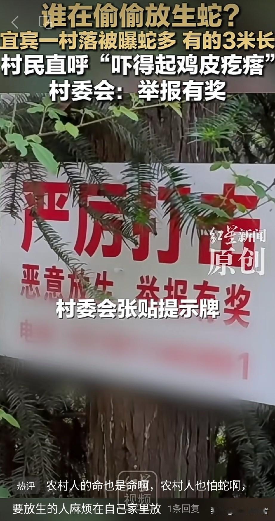 宜宾村子接连有人放生蛇，现在当地大伙都挺揪心。
试想游客上山徒步，村民进山干活，