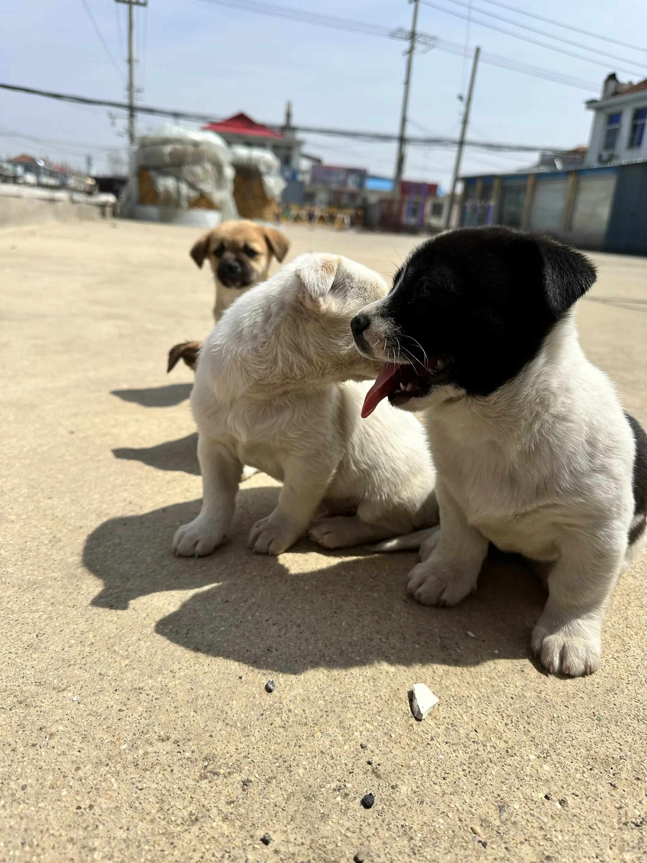 被遗弃的可怜的小狗狗，它的家又为何出？