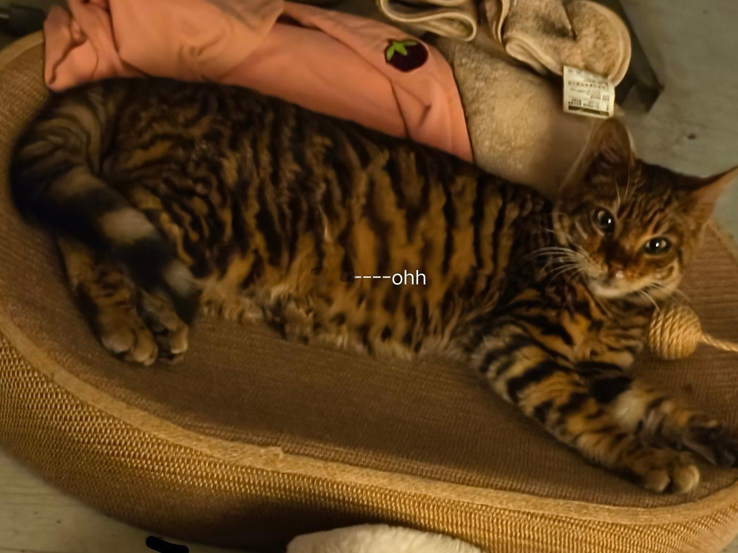 它终于接受我给它买的窝了🐱乖孩子 