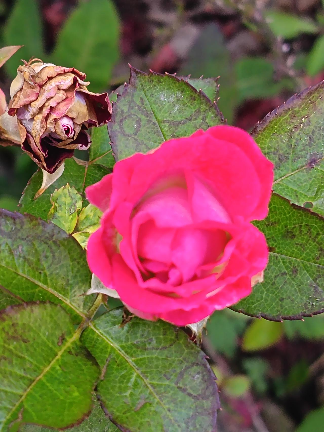 你看这朵新开的月季，红得热烈又鲜活，可旁边就是一朵彻底枯掉的花苞
新旧就在这么近