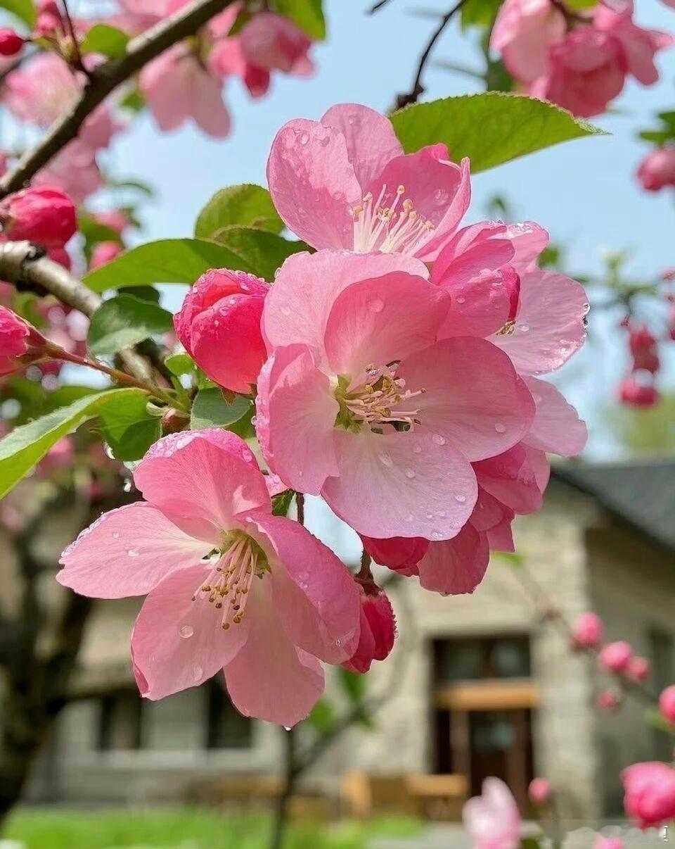 被这抹春日的粉狠狠治愈了～寻美河南