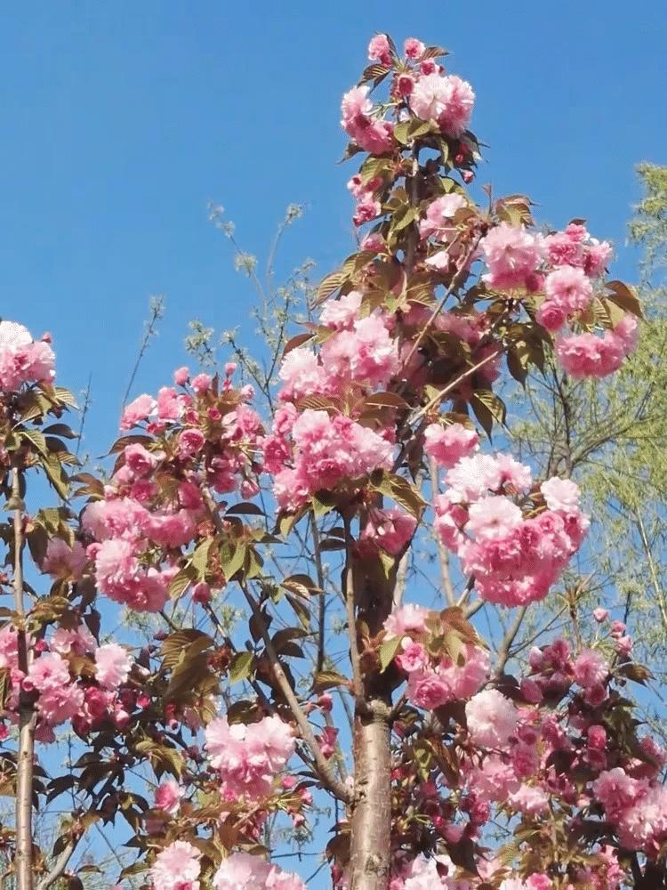 揪心！中国游客赴俄旅游，大巴车与货车猛烈相撞，2人不幸离世

本来是高高兴兴去俄