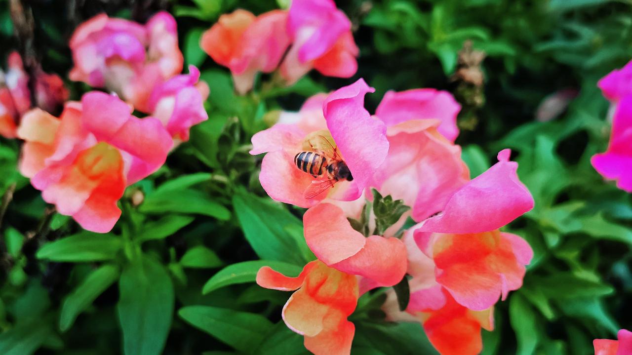 【南宁花卉公园秋日打卡】#旅途光影# 南宁花卉公园的秋，是一幅色彩斑斓的画卷。 