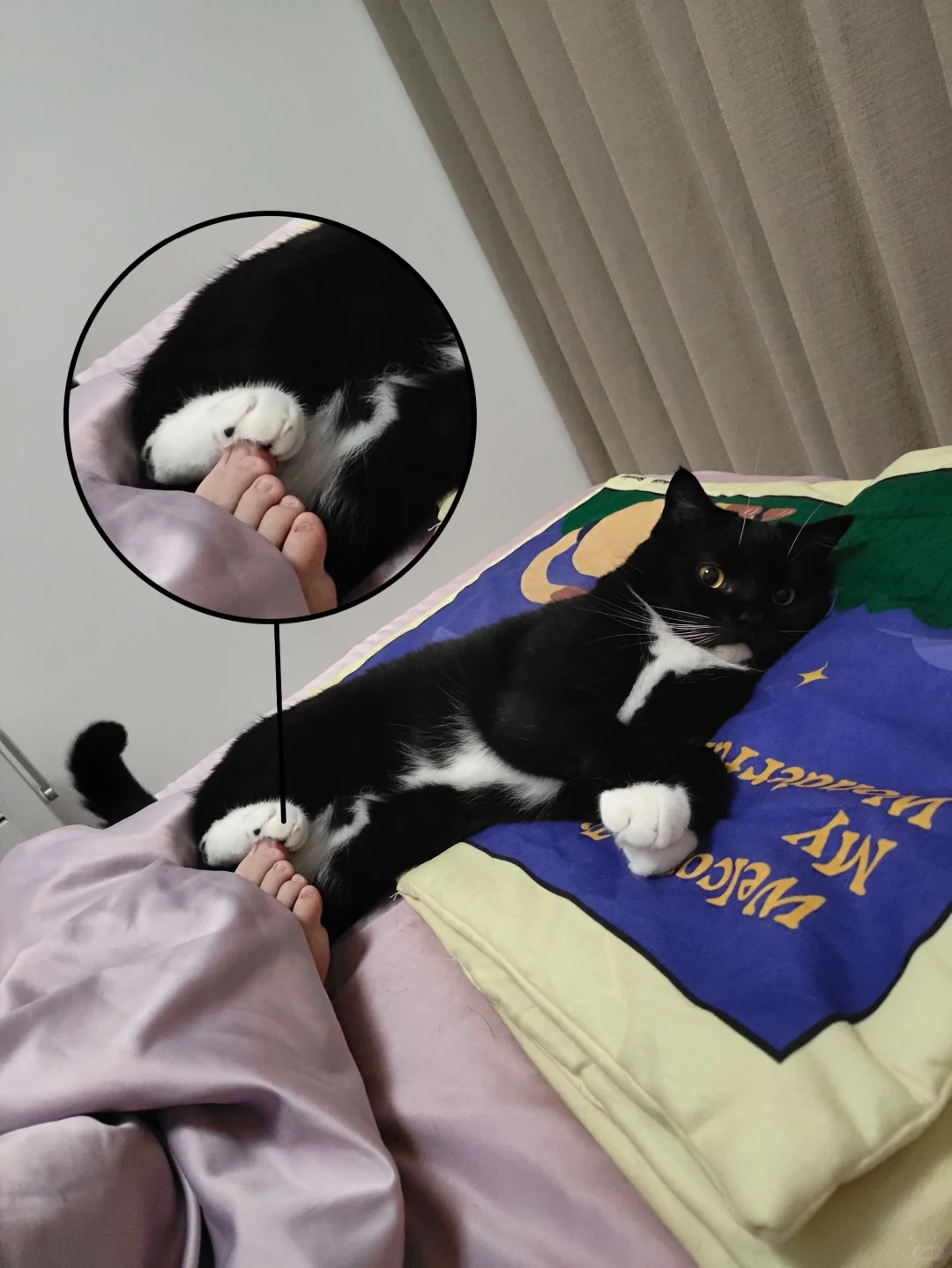 报告，和奶牛猫链接成功