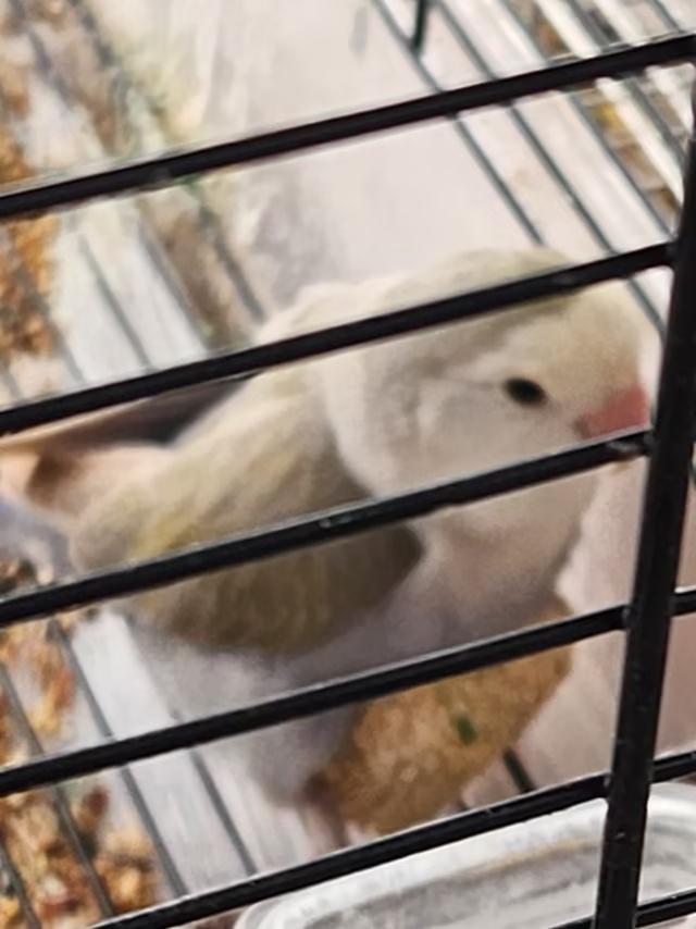 我家的鹦鹉🦜天天坚持锻炼身体你信吗？
               微头条
 