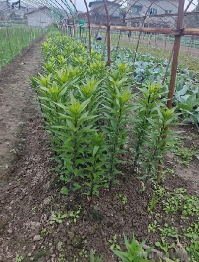 大棚里一排排挺拔的百合苗，茎杆带着紫褐色，长势喜人！等到花期一到，就能开出漂亮百
