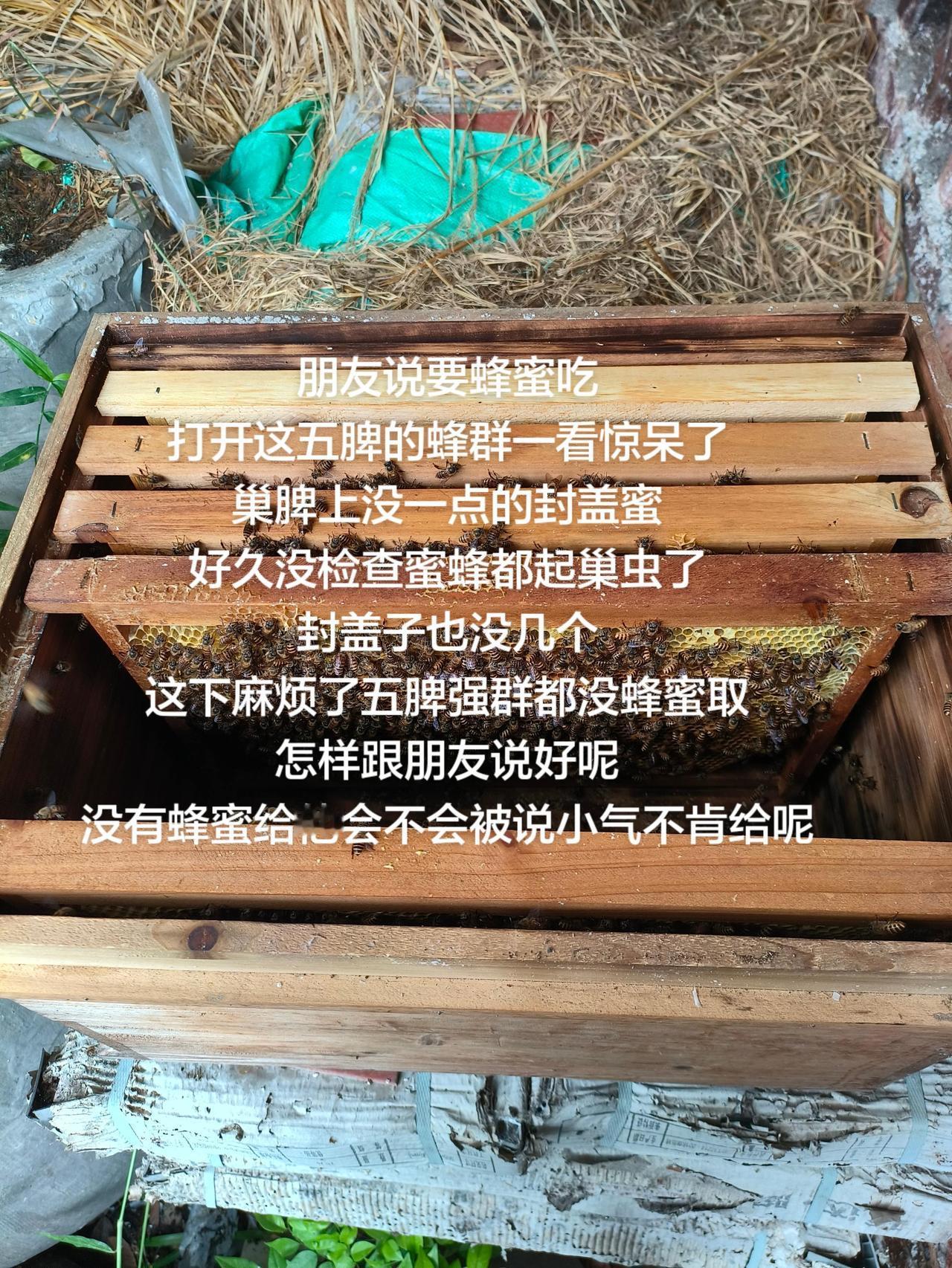 朋友说要蜂蜜吃
打开这五脾的蜂群一看惊呆了
巢脾上没一点的封盖蜜
好久没检查蜜蜂