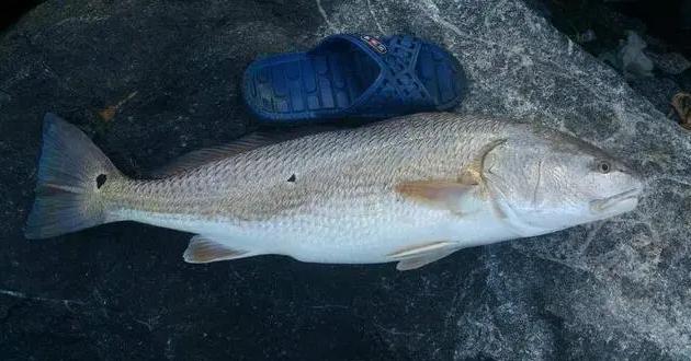 1991年，我国从美国引进了一种好吃又会叫的鱼，美国人几乎把它吃到绝迹。

养殖