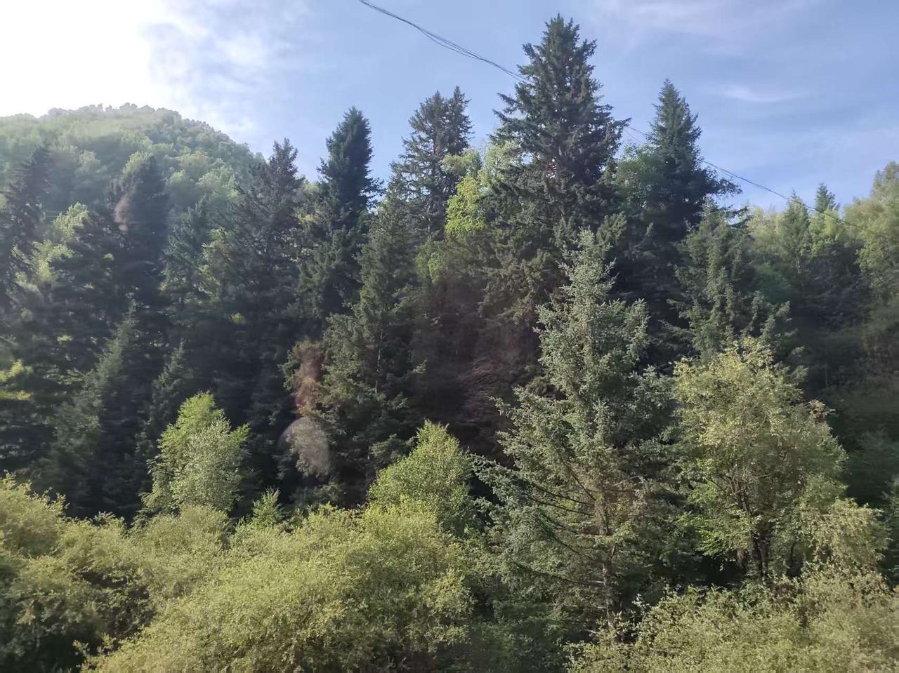 🌳 山林间，静谧与生机并存，感受大自然的呼吸。🍃