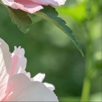 0000木槿花种植方法1. 栽培方式：园土+腐叶土+河沙，疏松透气中性土壤；根系