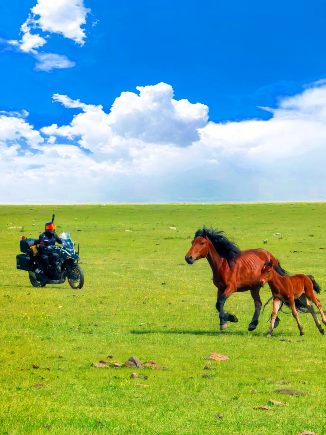 别再去黄花沟了！乌兰察布有免费草原！