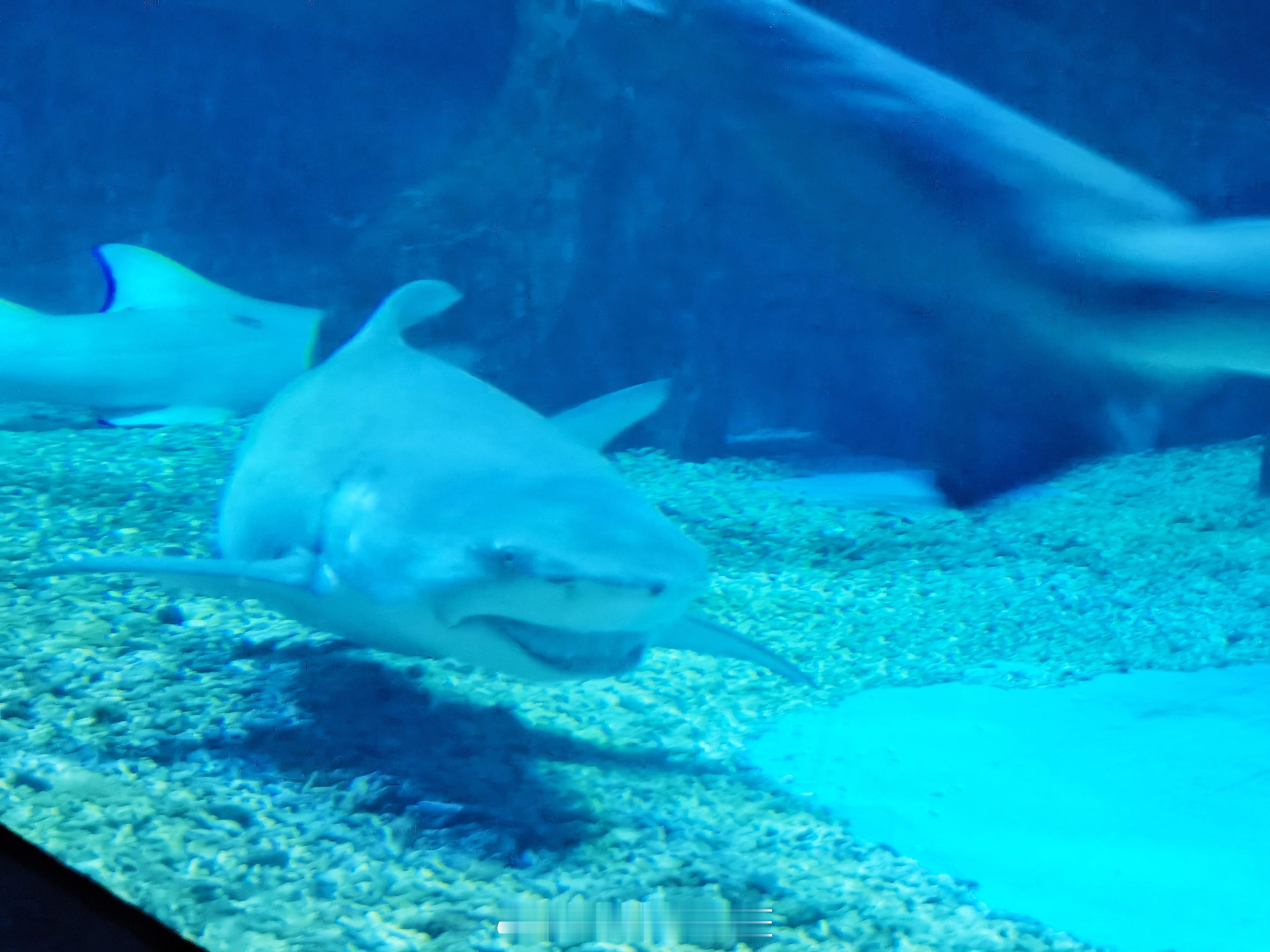 这货是在冲我笑么？？ ​​​