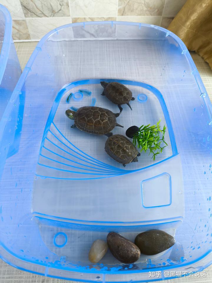看到好多养猫养狗或者养鸟的，但好像很少看到养其他的动物。有一说一我也想养小猫小狗
