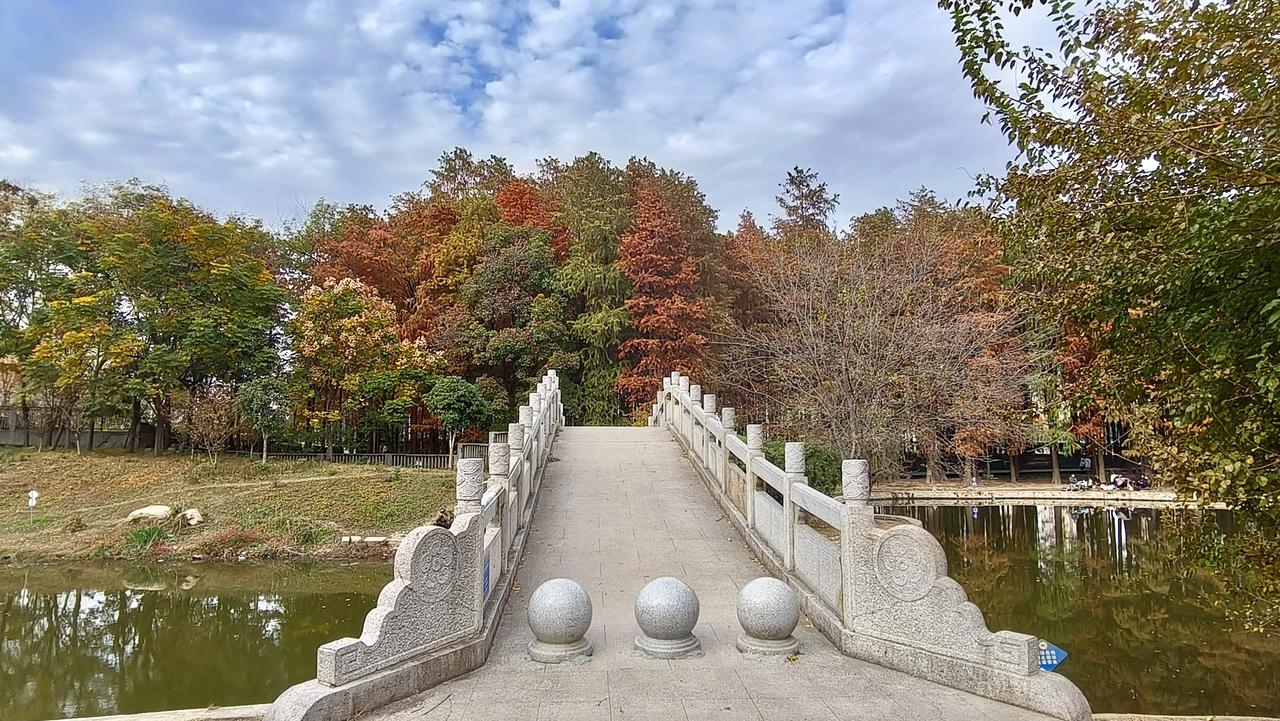 汉阳汉水公园深处继续走，会发现一片在水边悄然生长的杉树林，笔直的杉树倒映在水里，