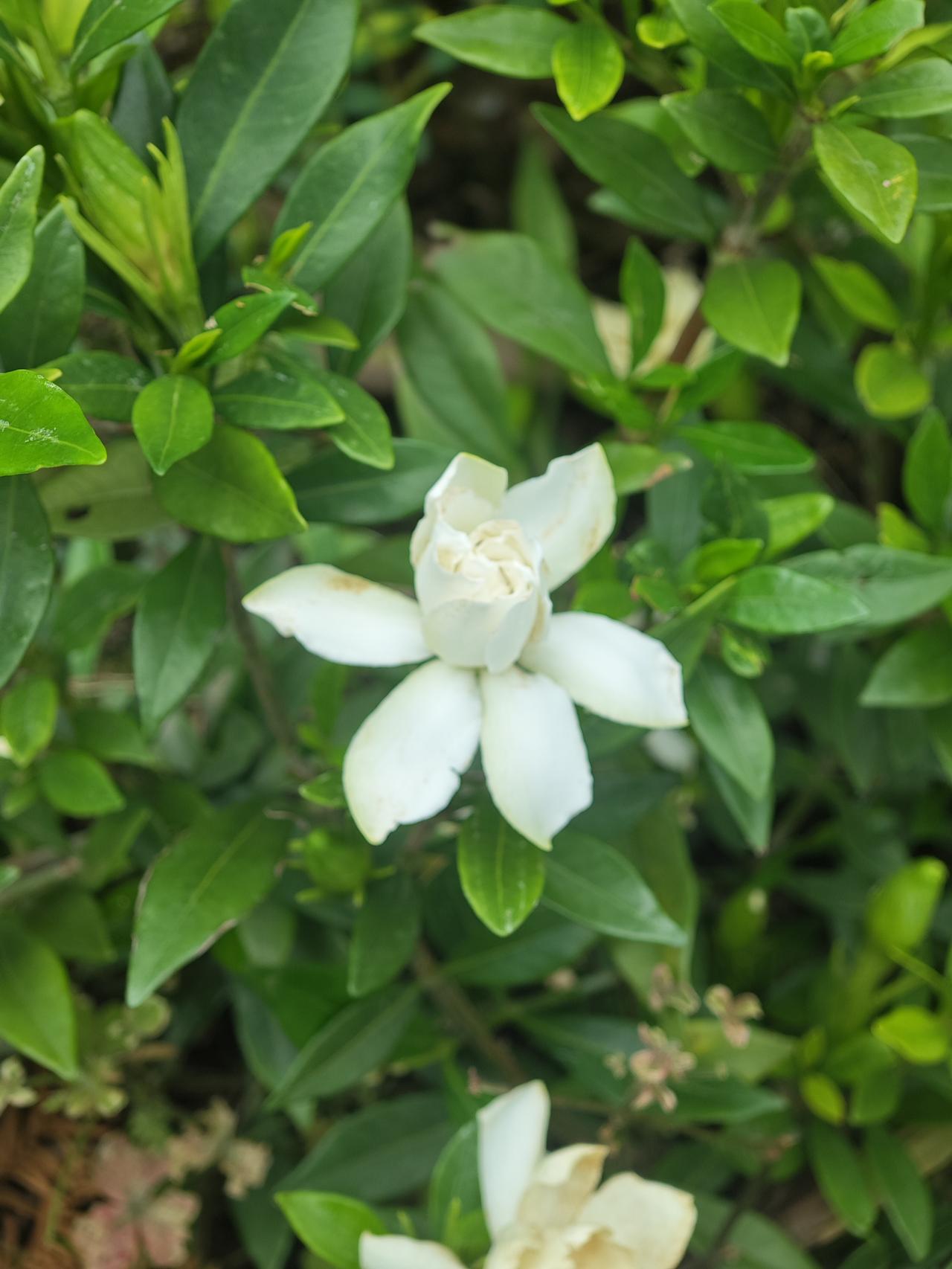 ，什么花都行初夏栀子悄然开，纯白藏着温柔意
 
路边成片的栀子花慢慢绽开，绿叶衬