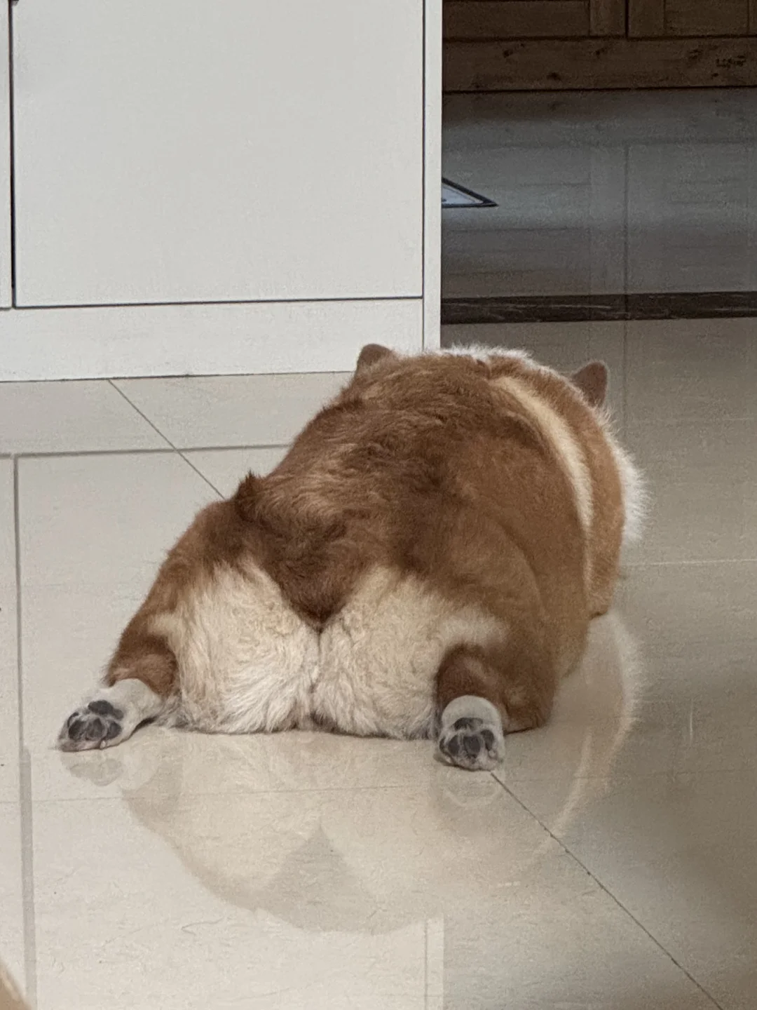 柯基就是一块松软肥美的大吐司🍞