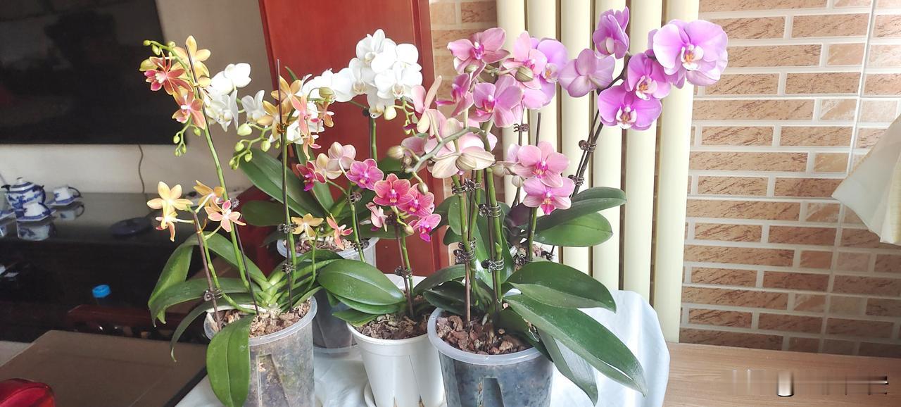 平安夜到来了，想起和孩子们一起过的每个快乐的夜晚。张灯结彩，买花生、瓜子和糖，表