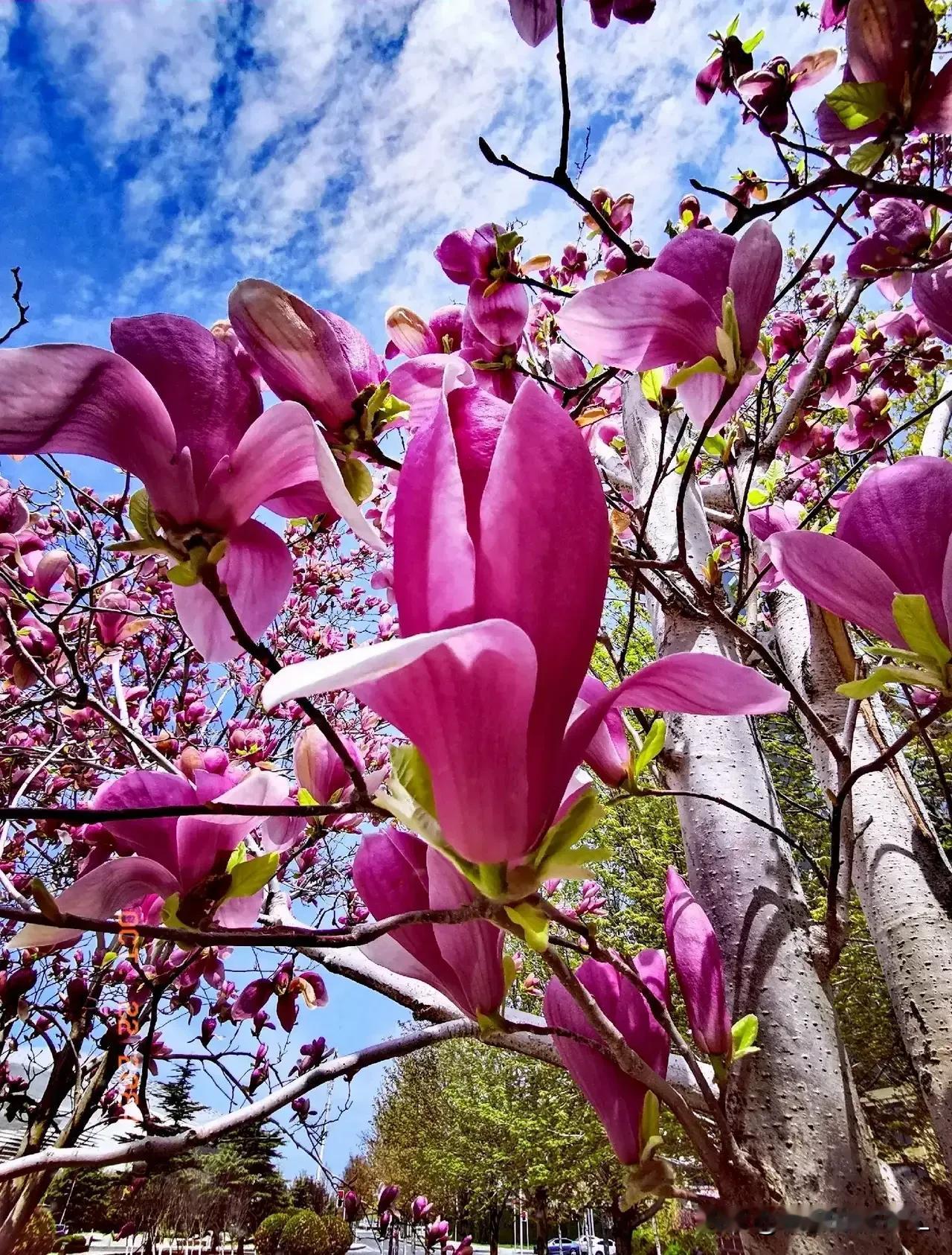 实拍图
 
#那一抹淡淡的粉# 
一一粉色玉兰花

一一娇艳迷人粉玉兰

一一【