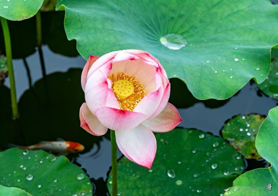 我表妹坐月子时，她公婆不出钱也不过来照顾，两人跑去大姑姐那，去旅游，在旅游途中出