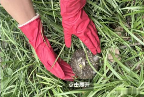 临海暖心救助萌趣雏鸟守护林间生灵临海暖心救助落单幼鸟，用心守护弱小野生动物，以细