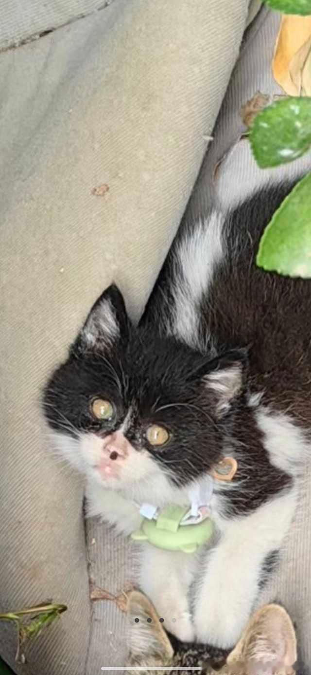 50133【丑猫】鼻屎没扣干净 