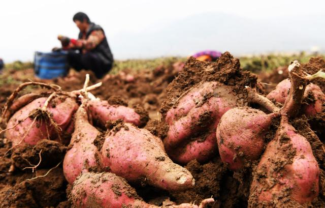 为什么红薯不能成为主粮？

一位70多岁的老人告诉我：90%的人不知道亩产800