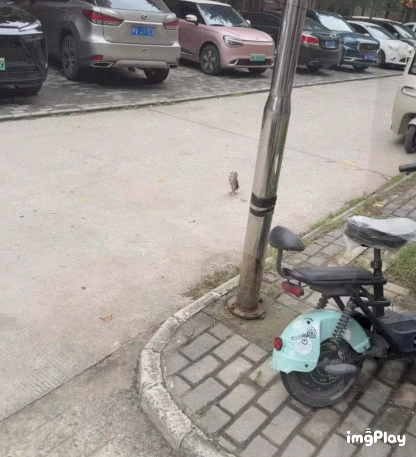 纵纹腹小鸮🦉：让我康康！ ​​​