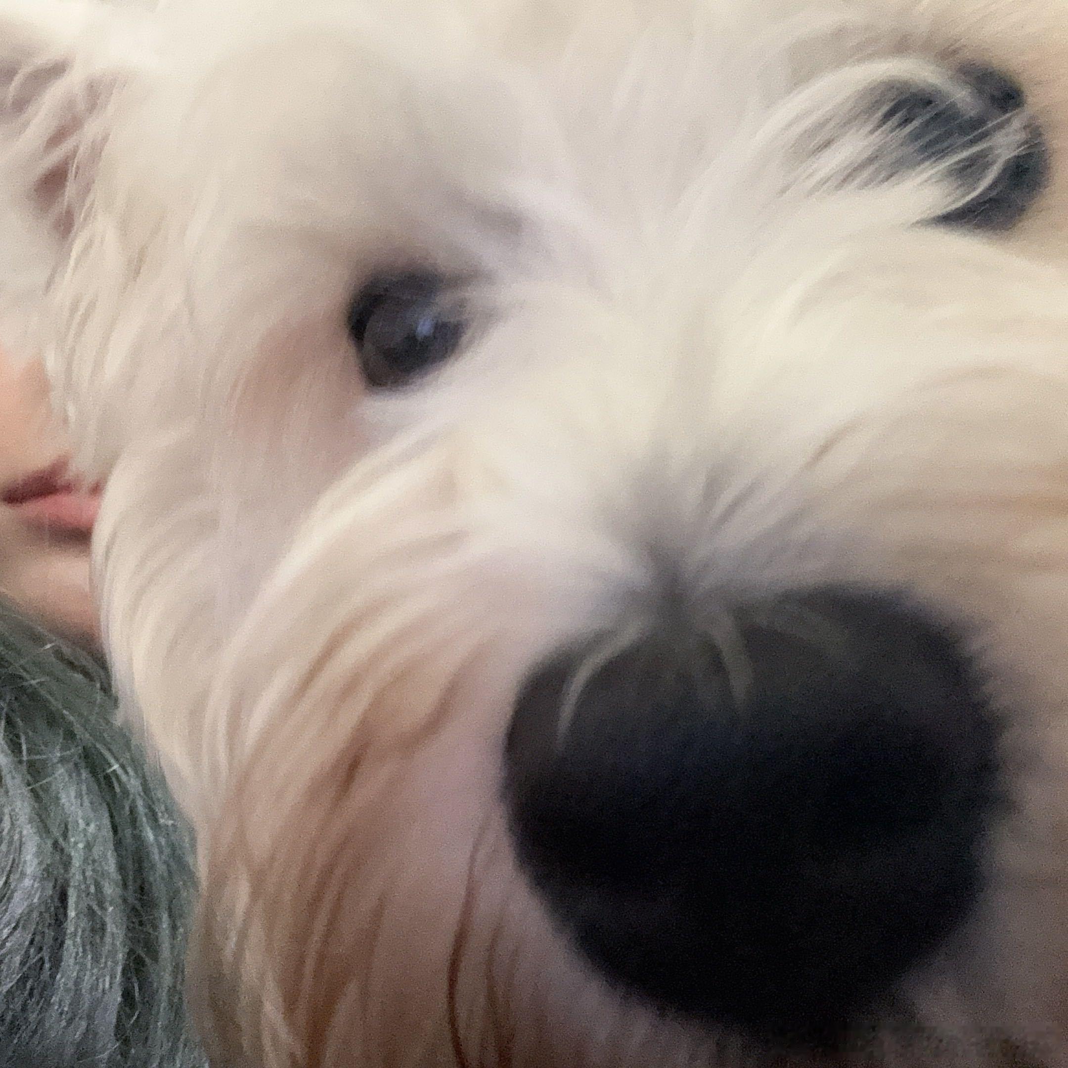 不呆小呆贴贴🐶 