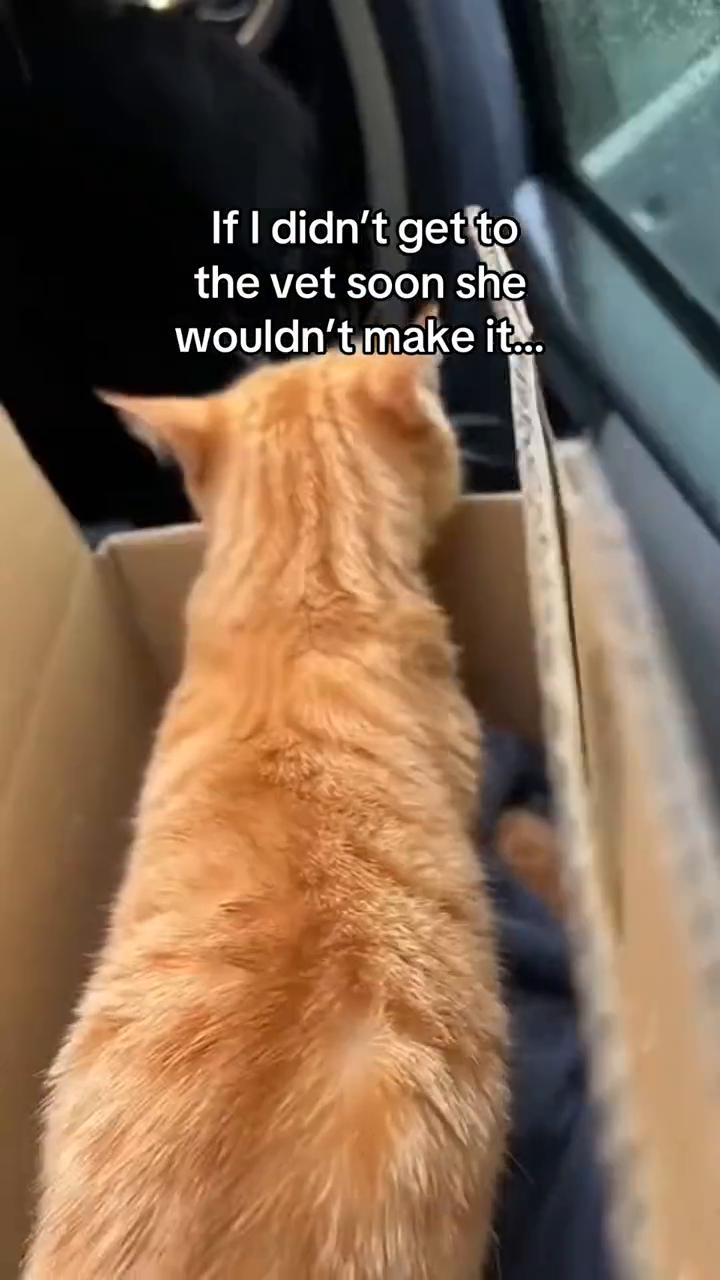 Cat begs for help，but nobody listens...