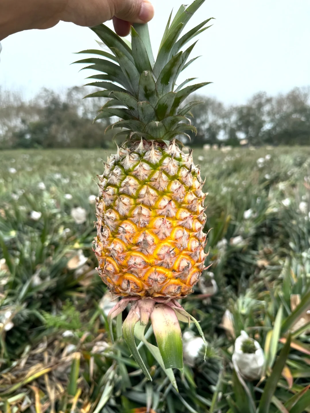 树上自然成熟的凤梨，17.9一箱，不好吃包赔！