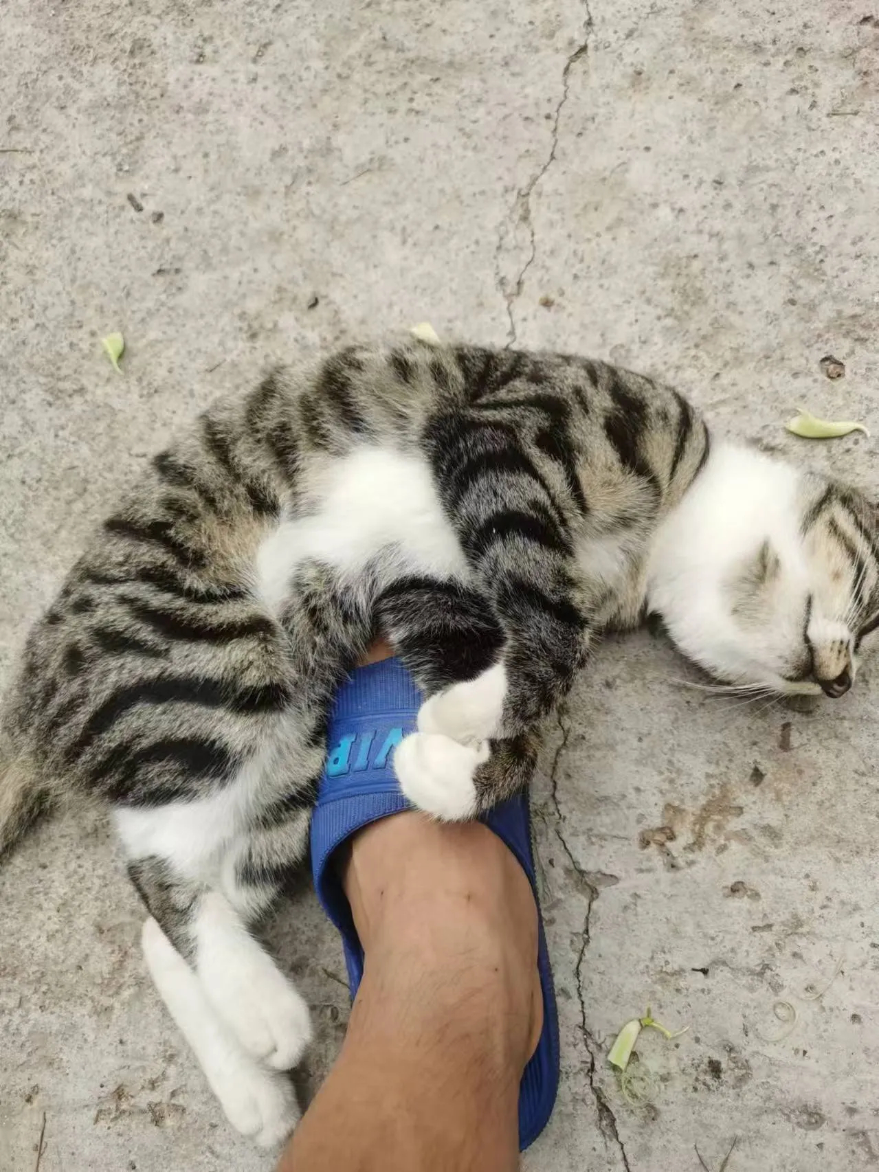 猫咪这是什么意思？有懂的大佬给解释一下