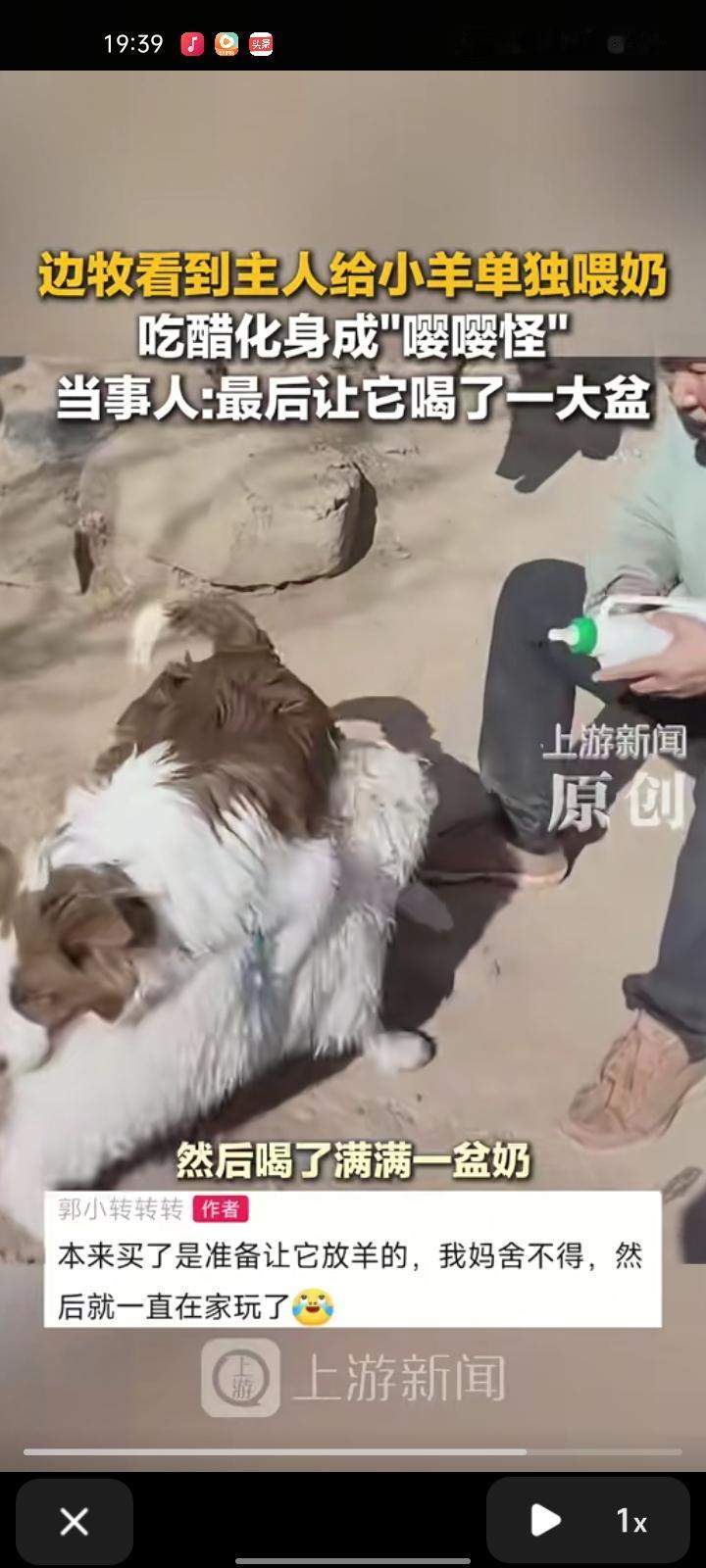 9月16日，太原市娄烦县。边牧看到主人给小羊单独喂奶，吃醋化身“嘤嘤怪”，在旁边