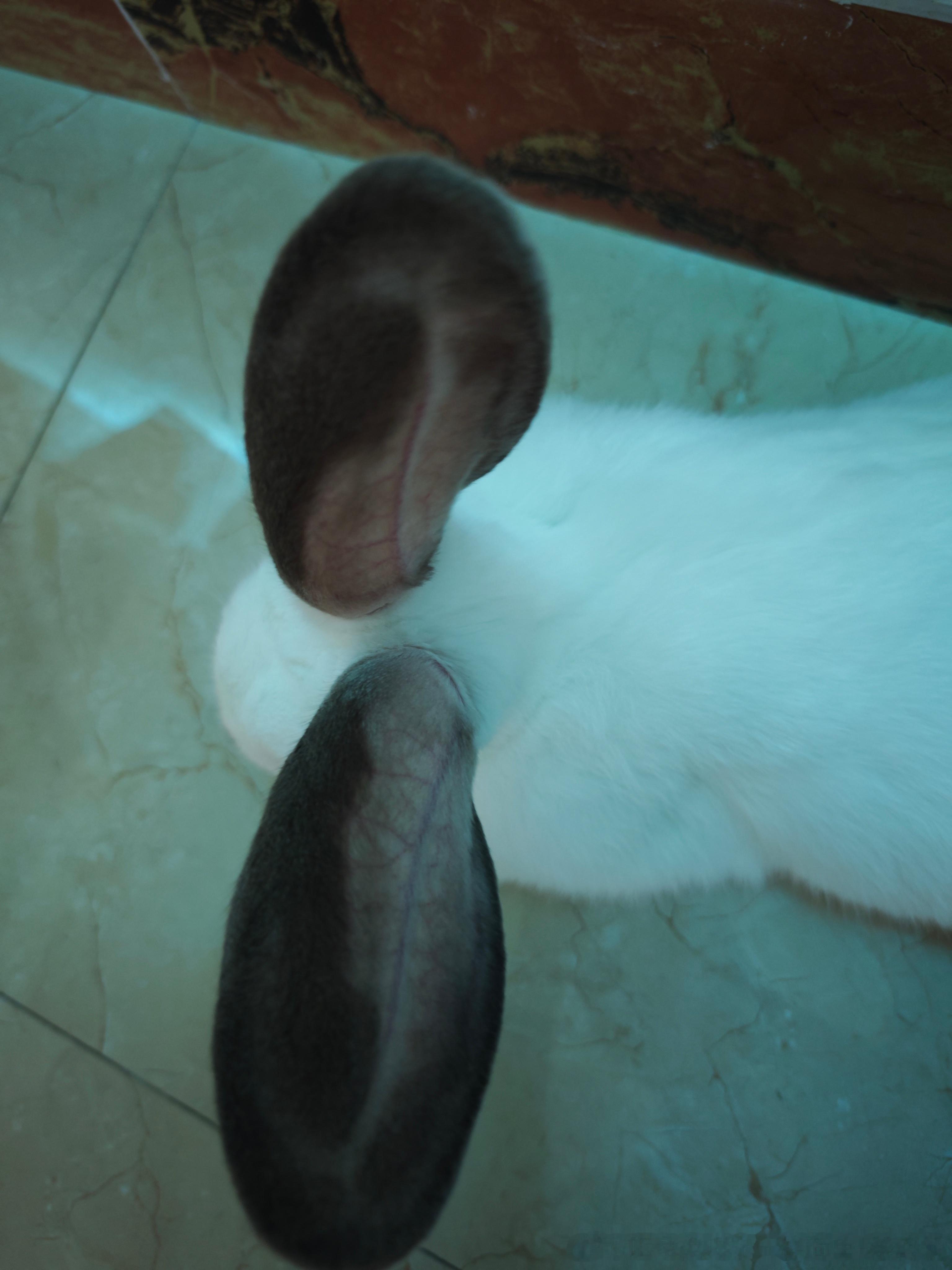 13607🐇【萌萌兔来也2.0】 
