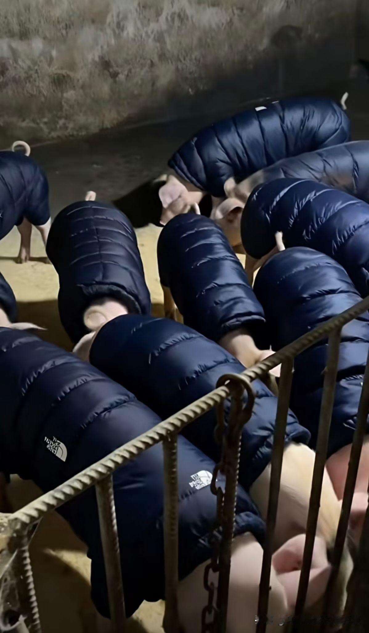 这世道真是受罪
猪都穿上了羽绒服