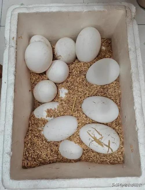 一只鸡能孵化几个鹅蛋？
通常情况下，一只鸡一次能孵化鹅蛋的数量大约在3 - 6个